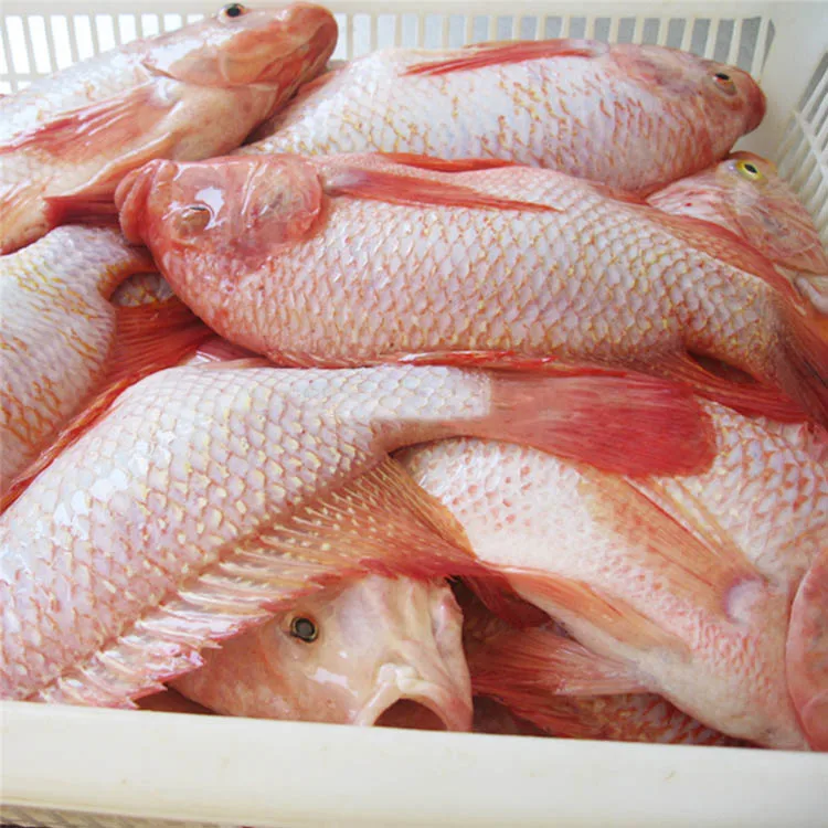 M&agrave;u Đỏ C&aacute; R&ocirc; Phi.