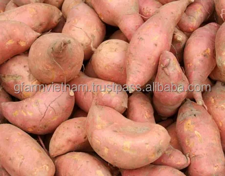
TOP QUALITY fresh purple sweet potato or yellow sweet potato 
