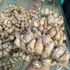Best Rate Quality Manufacturer Hot Deal Dry Sand Ginger Root Slices For Making Powder