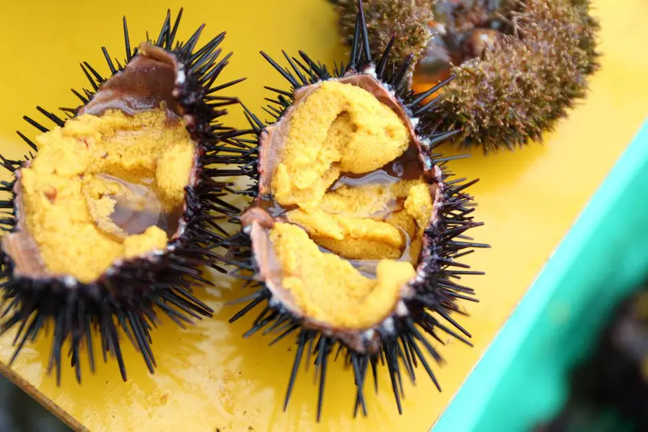 
HOT SELLING FRESH/FROZEN SEA URCHIN COMPETITIVE PRICE FOR RETAILERS 