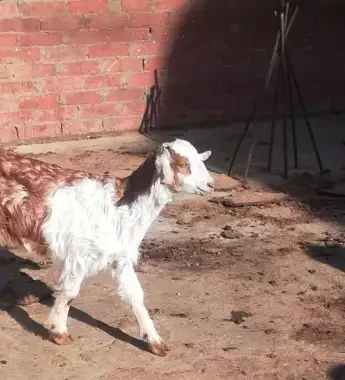 
Zaraibi goats,cow,camel,sheep,goat,ox,bull 