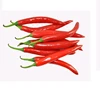 Top Quality Fresh Small Red Hot Chili With Cheap Price