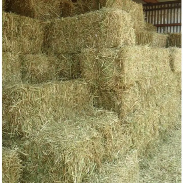 Alfafa Hay Animal Feeding Stuff Alfalfa Hay Alfafa In Bales Buy Alfafa Hay Alfafa Hay Alfafa Hay Product On Alibaba Com