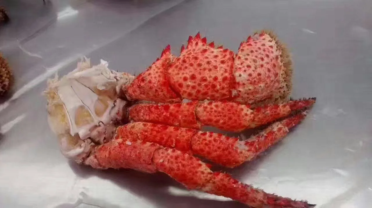 
Snow Crab Antarctica / Deep Sea Crab/ Baby King Crab. WE ARE PRODUCERS !!! 