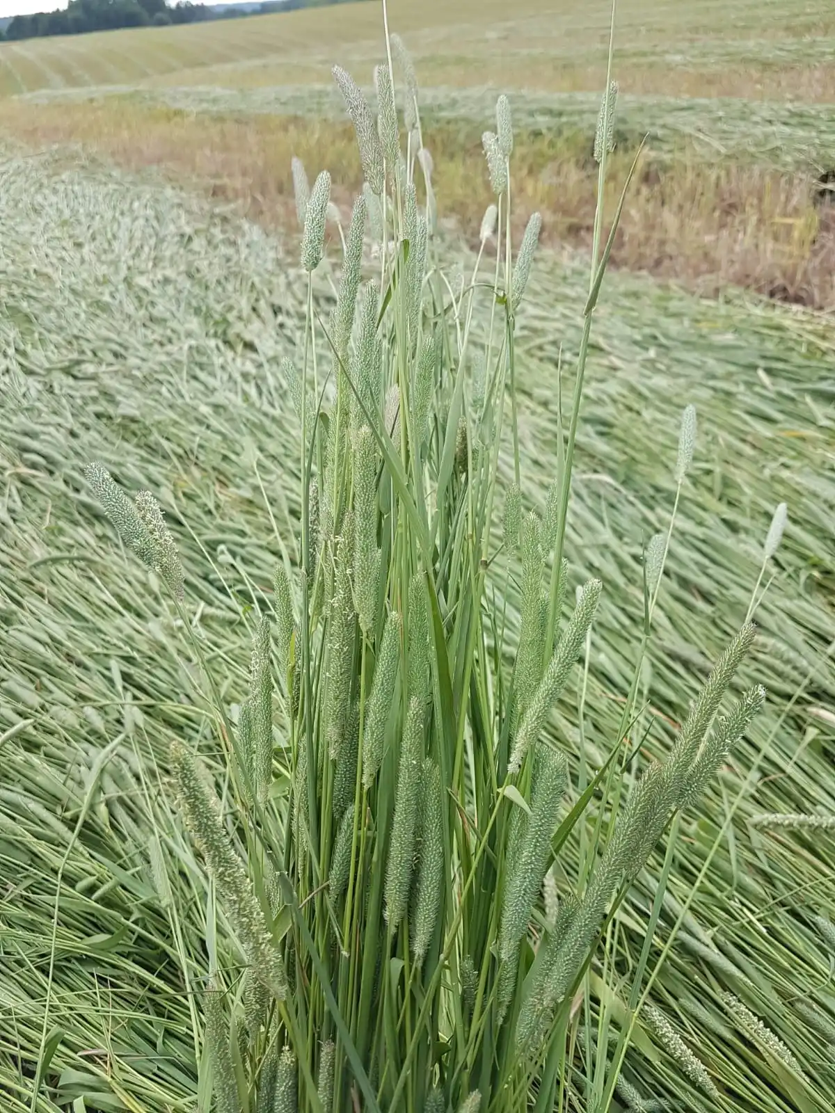 
Pure European Timothy dry hay for your horses 
