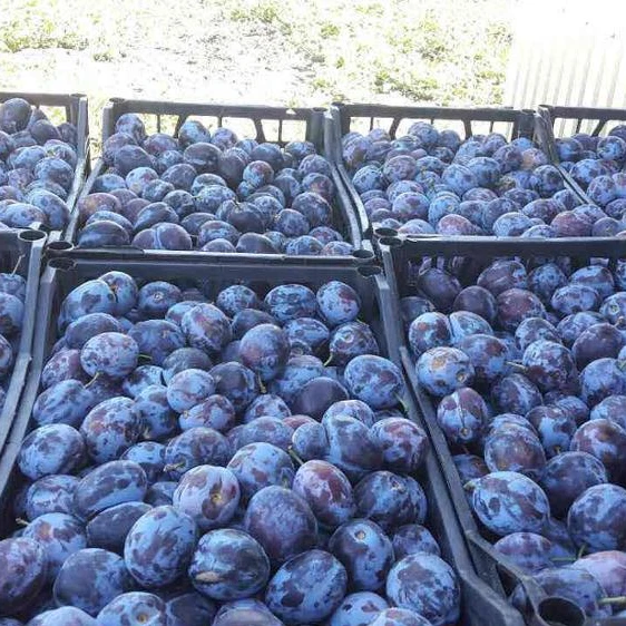 
Fresh Plums For Sale 