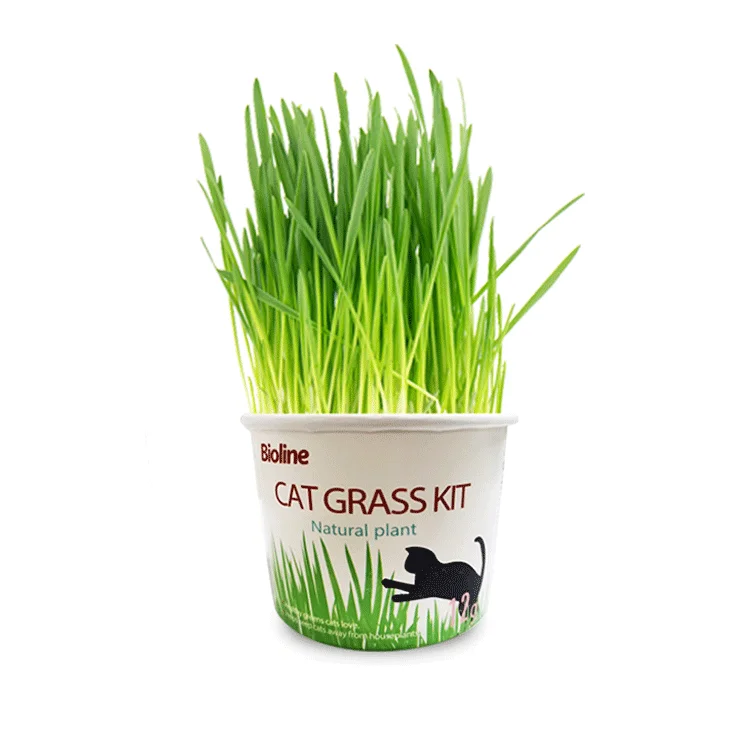 

High germination rate simple planting nutritious grows fresher cat grass, Green