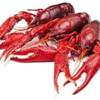 
Quality Fresh Frozen Crayfish For Sale 