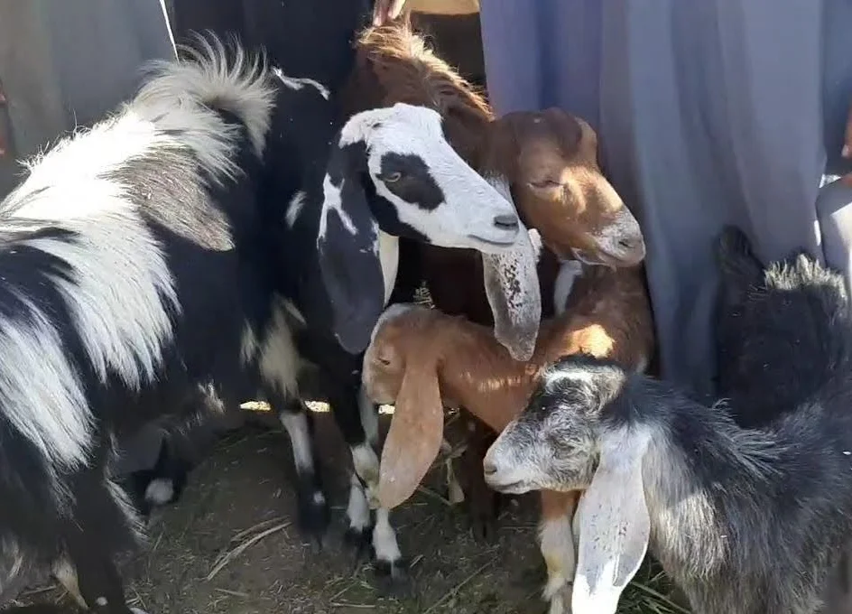 
Zaraibi goats,cow,camel,sheep,goat,ox,bull 