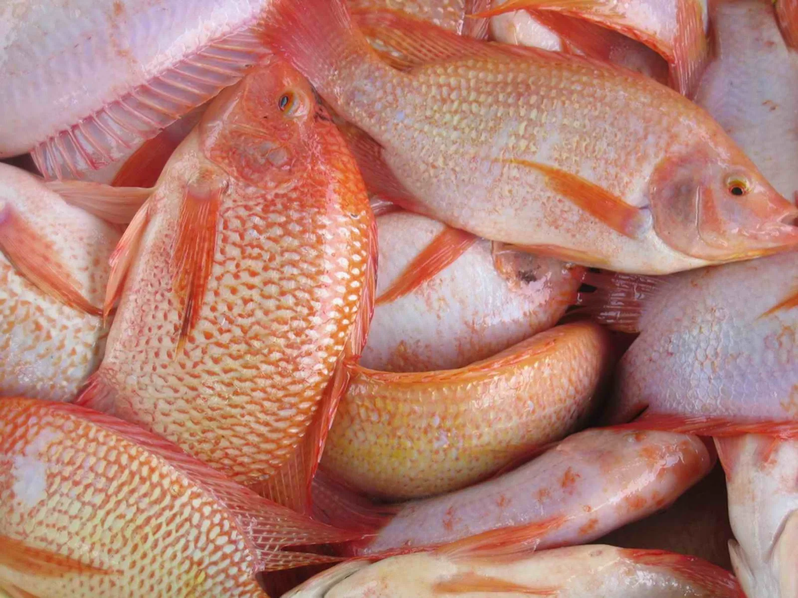 fresh quality frozen red snapper for sale