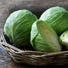 Great supply FRESH CABBAGE EXPORT STANDARD PRICE FOR SALE HIGH QUALITY