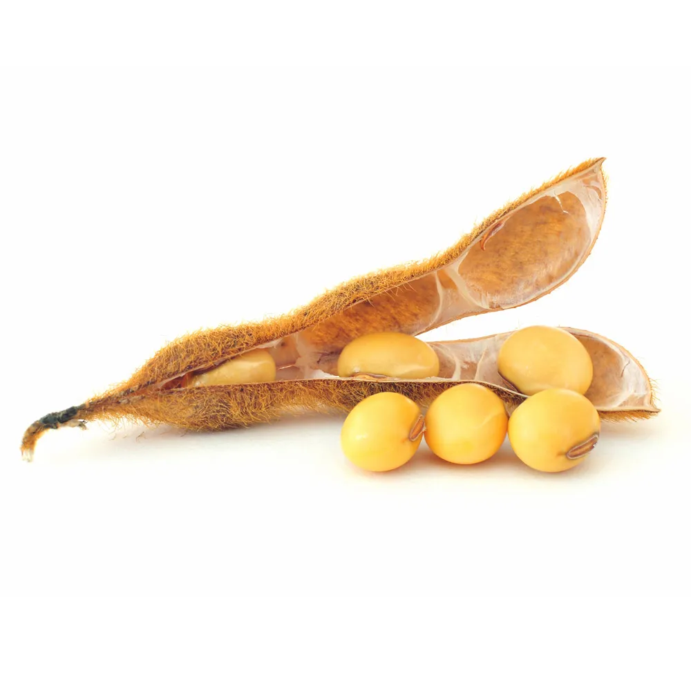 
Wholesale organic soybeans, cheap prices 