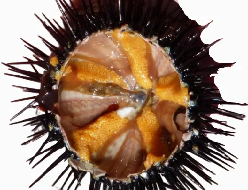 
NUTRITIOUS SEA URCHIN UNI COMPETITIVE PRICE 