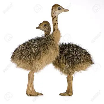 ostrich wholesale