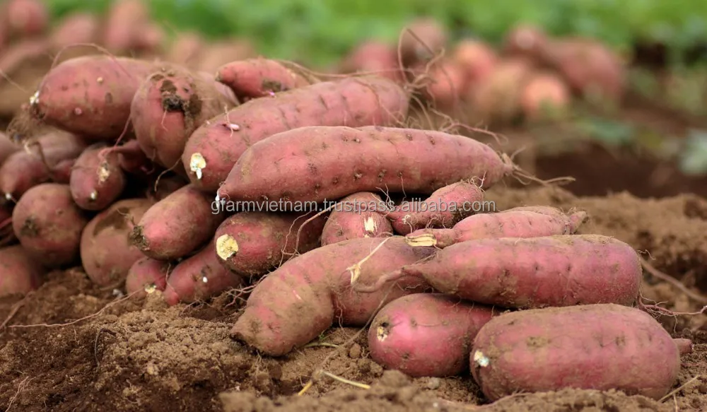 
Season 2019 for sale sweet potato Japanese best price 