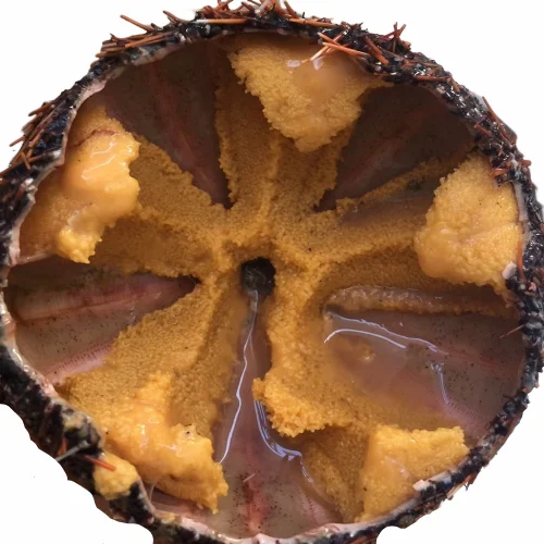 
HOT SELLING FRESH/FROZEN SEA URCHIN (UNI) COMPETITIVE PRICE 