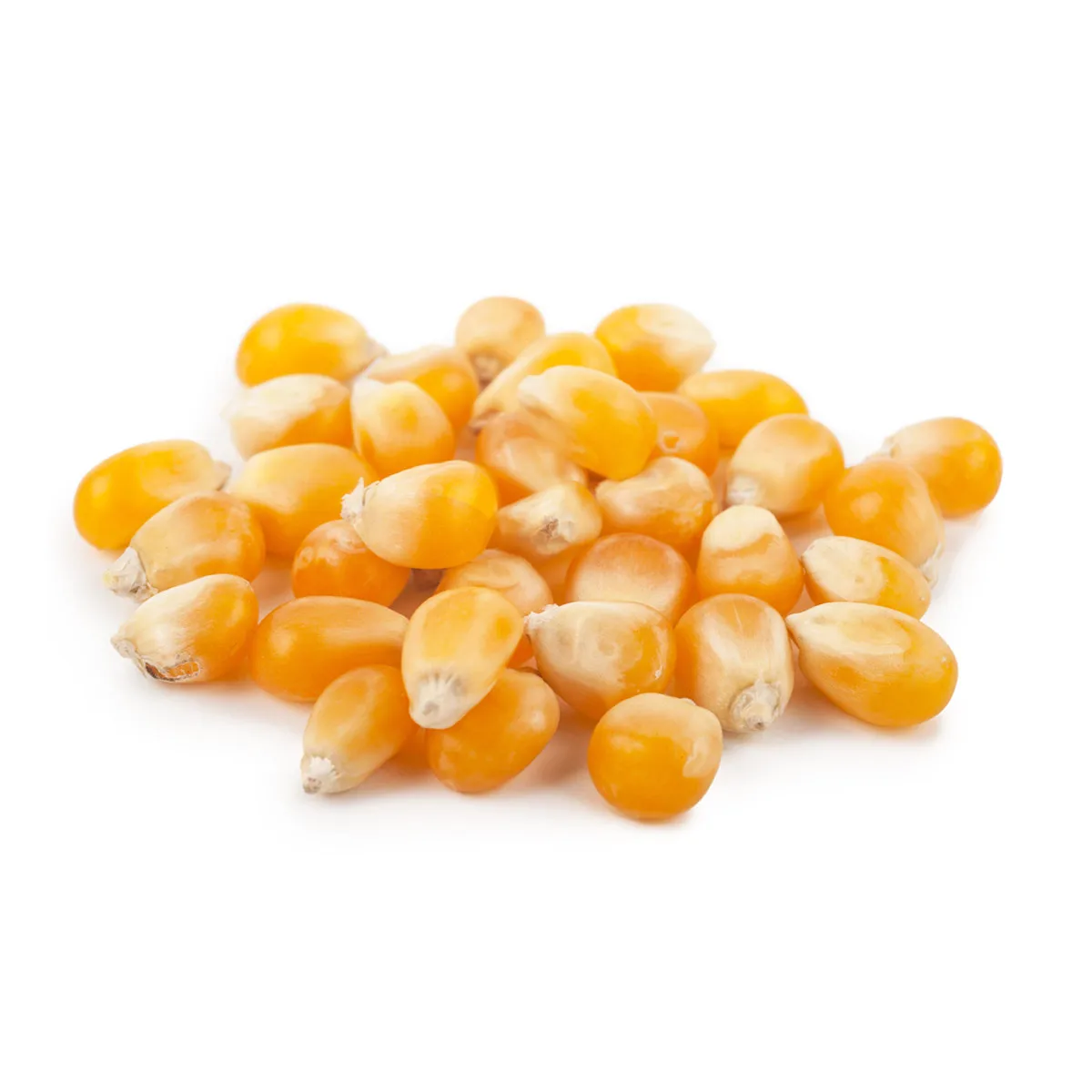 
Russian wholesale corn, wholesale prices 