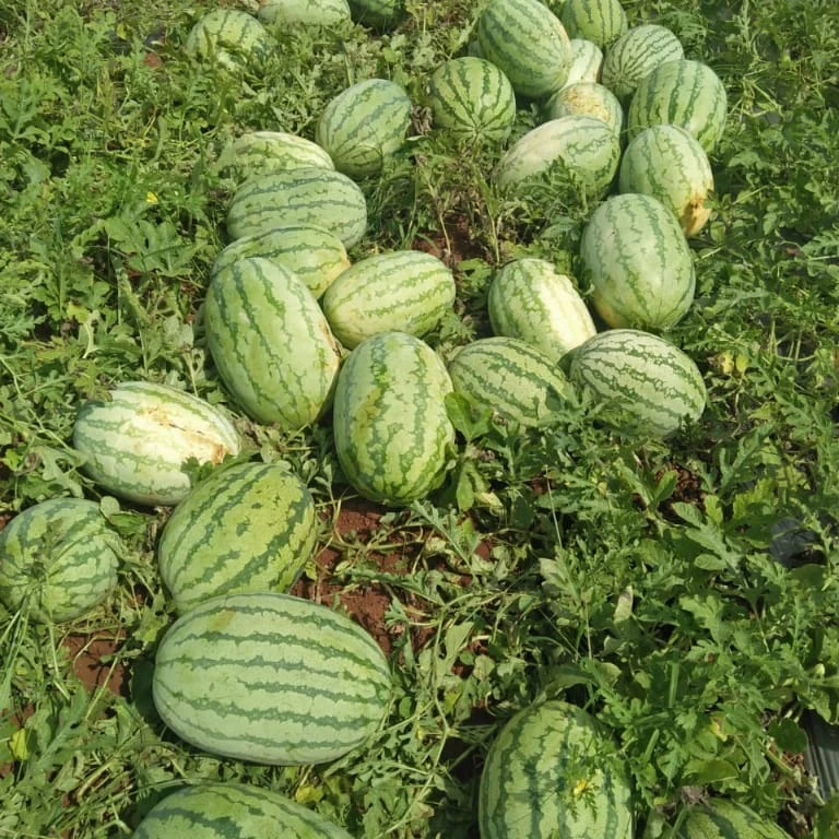 Hybrid F1 Watermelon Seed For Plantinghuawang No.7 Buy Grown