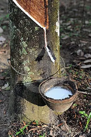 
100% Raw latex rubber for sale at a very cheap price 