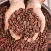 Natural Dried Raw Cocoa Beans
