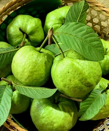 fresh guava4