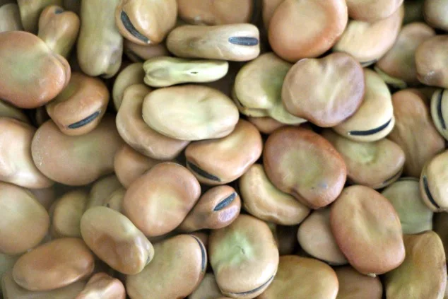 high quality broad bean fava bean horse beans