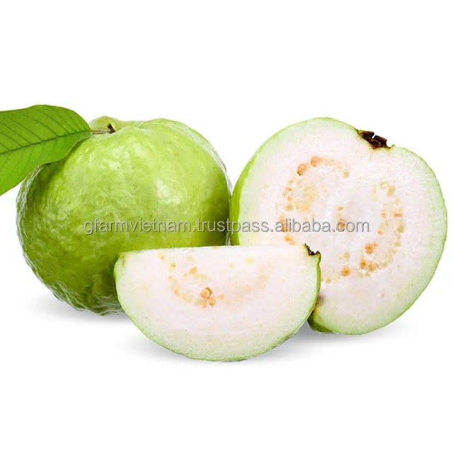 
New season crop 2020 price fresh guava export with white flesh carton box 9kg 10kg net weight origin Vietnam 