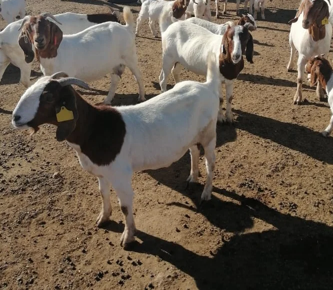 
Boer goats 