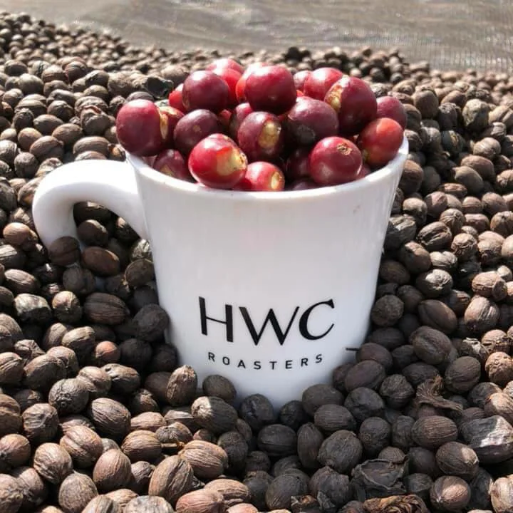 
Nicaragua SHG Washed Green Coffee Beans Raw Coffee Beans Wholesale 