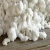 Top Quality Cotton Linter ( 1st or 2nd Cut )