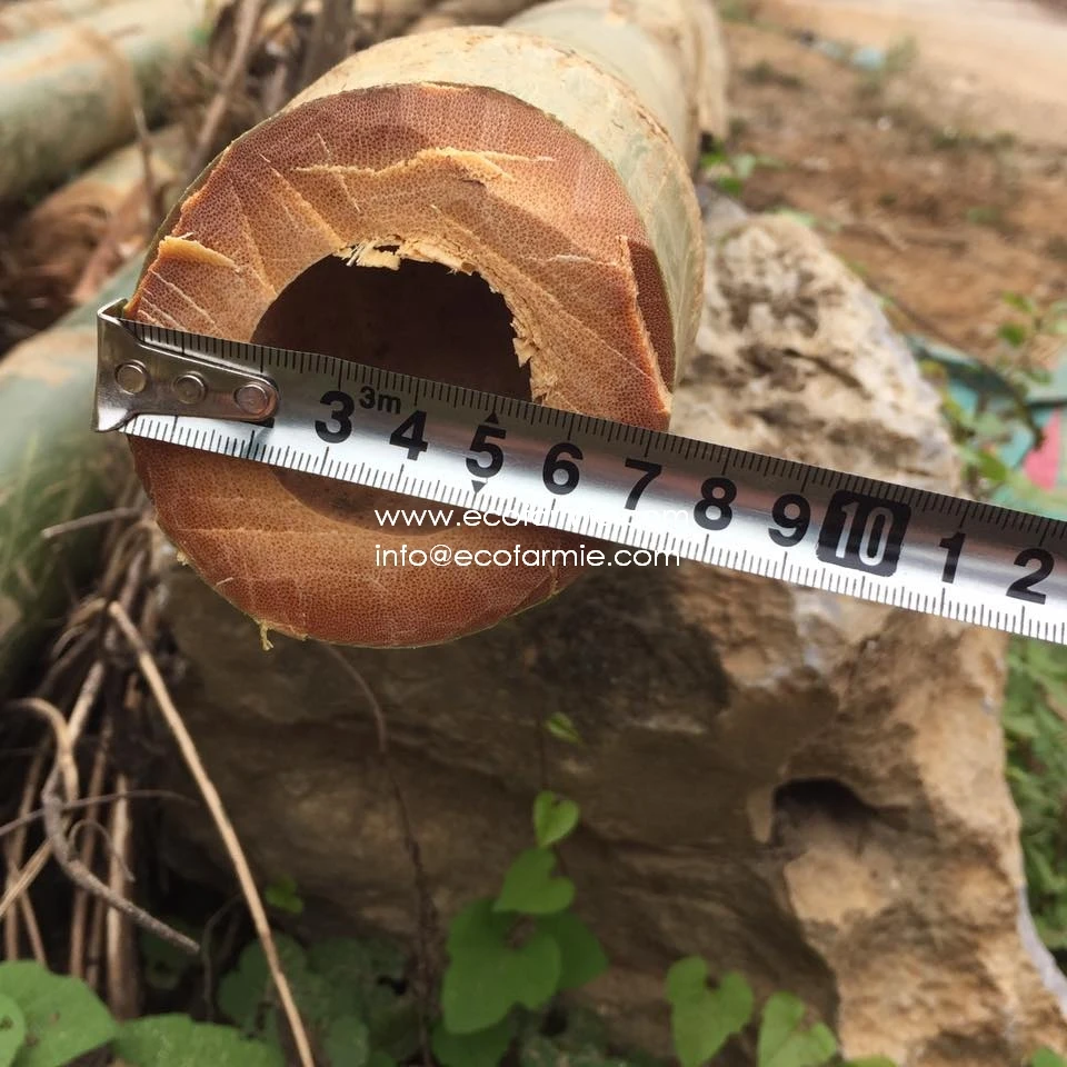 
Solid dried bamboo poles for gardening and construction from Vietnam 