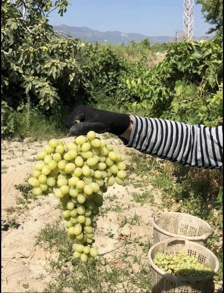 Fresh Green Grapes Buy Green Grapes Fresh Grapes Fresh Grapes From