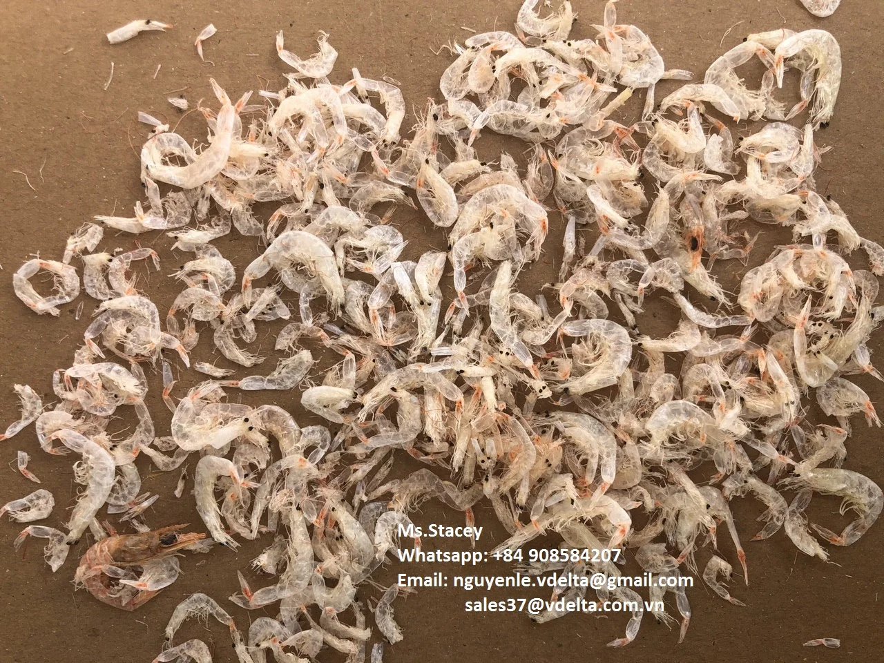 Dried Prawn Baby Shrimp Seafood Supplier From Vietnam Ms. Esther
