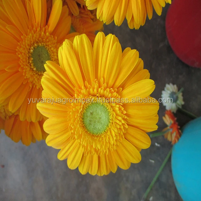 Fresh Gerbera Flower Manufacturers / Suppliers In India Buy Fresh Cut