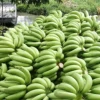 Fresh Banana Style And Tropical & Sub-tropical cavendish/ Banana bunches/ Thailand fresh banana