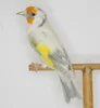 Goldfinches/Lady gouldian Finches/Live Canary Birds/Yorkshire and Lancashire canary birds