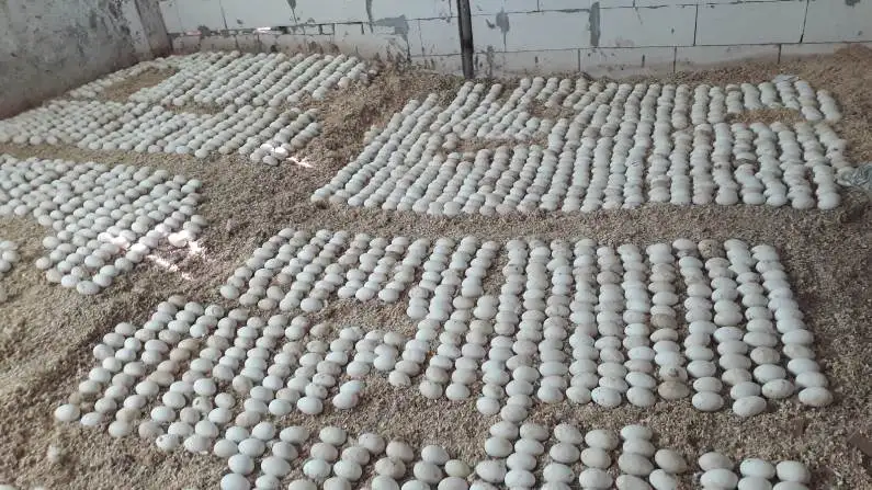 
Live Pekin Duck chicks from Turkey 