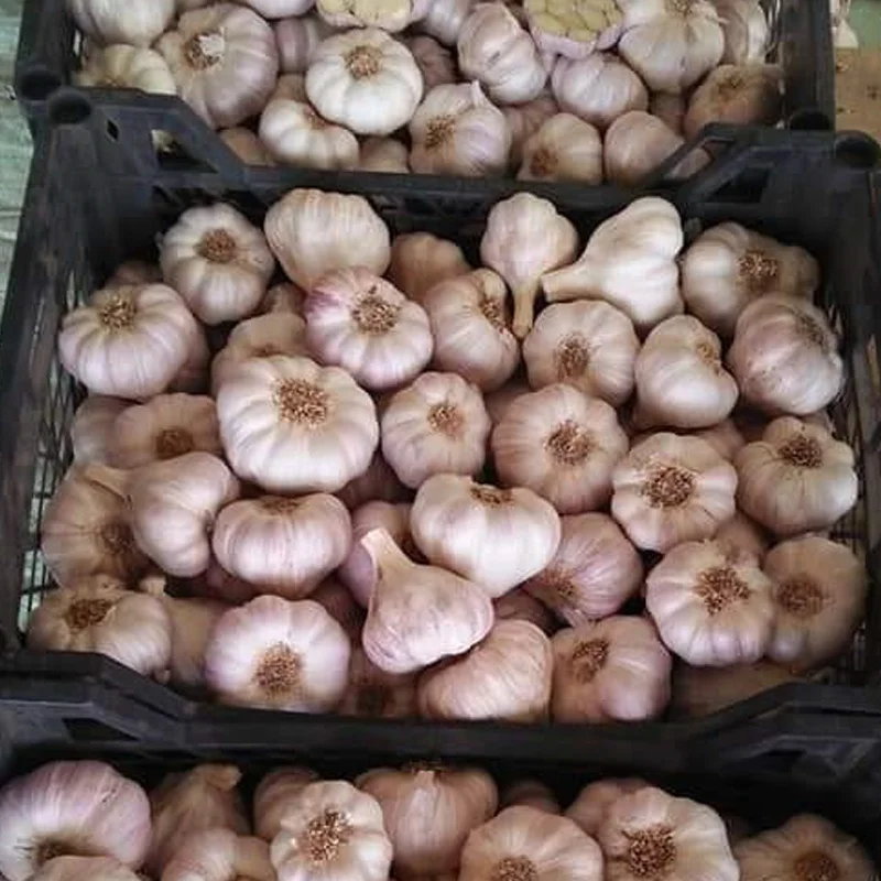 
Hot Sale Fresh White / Red Garlic Low Price Garlic For Sale 