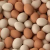 Halal fresh chicken eggs
