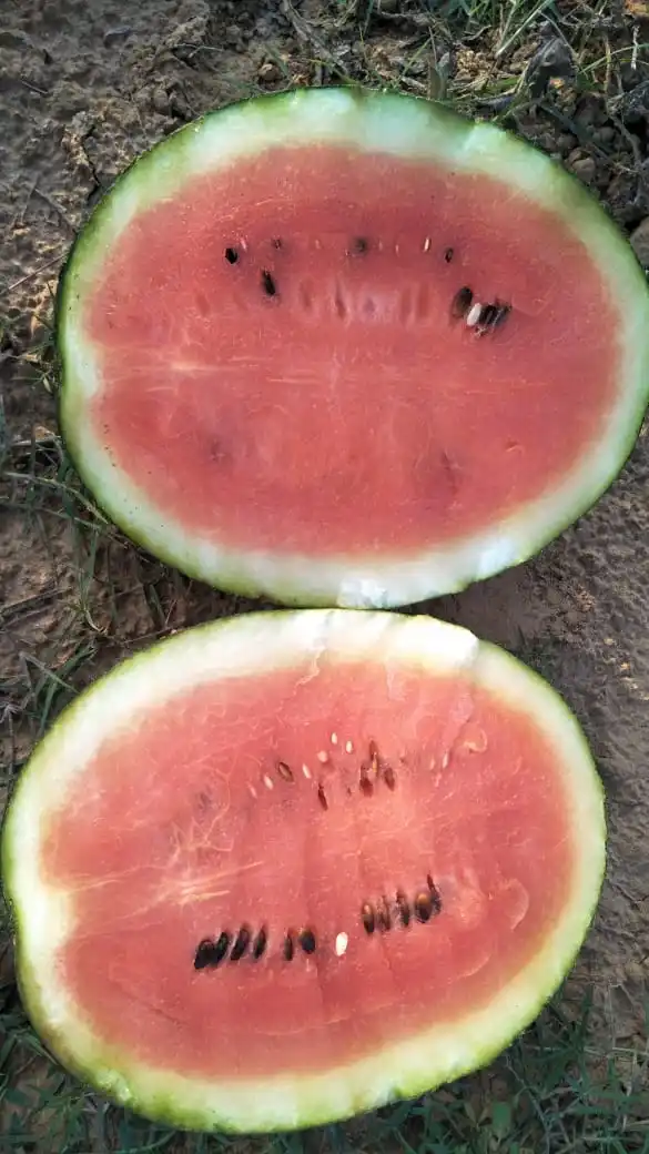 Hybrid F1 Watermelon Seed For Plantinghuawang No.7 Buy Grown