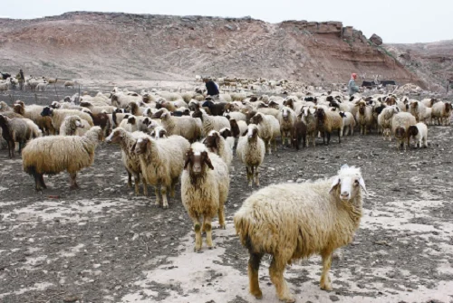
Awassi sheep 