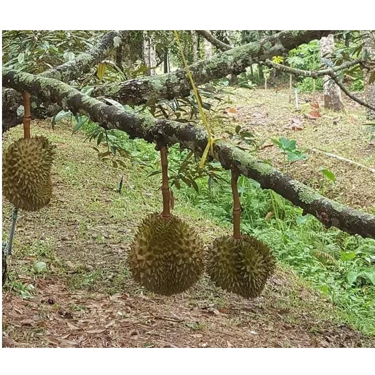 
Organic MonThong Fresh Durian fruit With Weight 2 - 4 kgs and Size 20 - 30 cm 