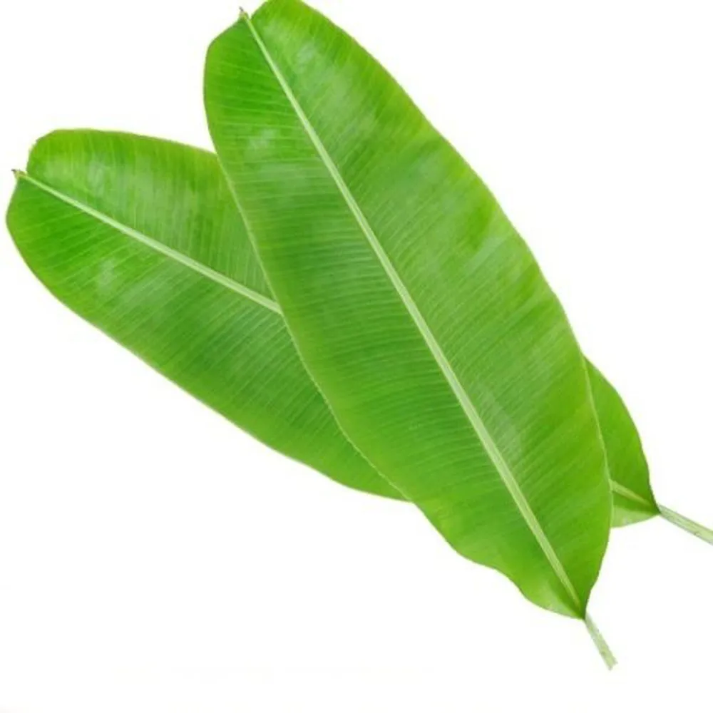 
SUPER CHEAP PRICE BANANA LEAF FOR PACKING FOOD/ WhatsApp +84 932398655 