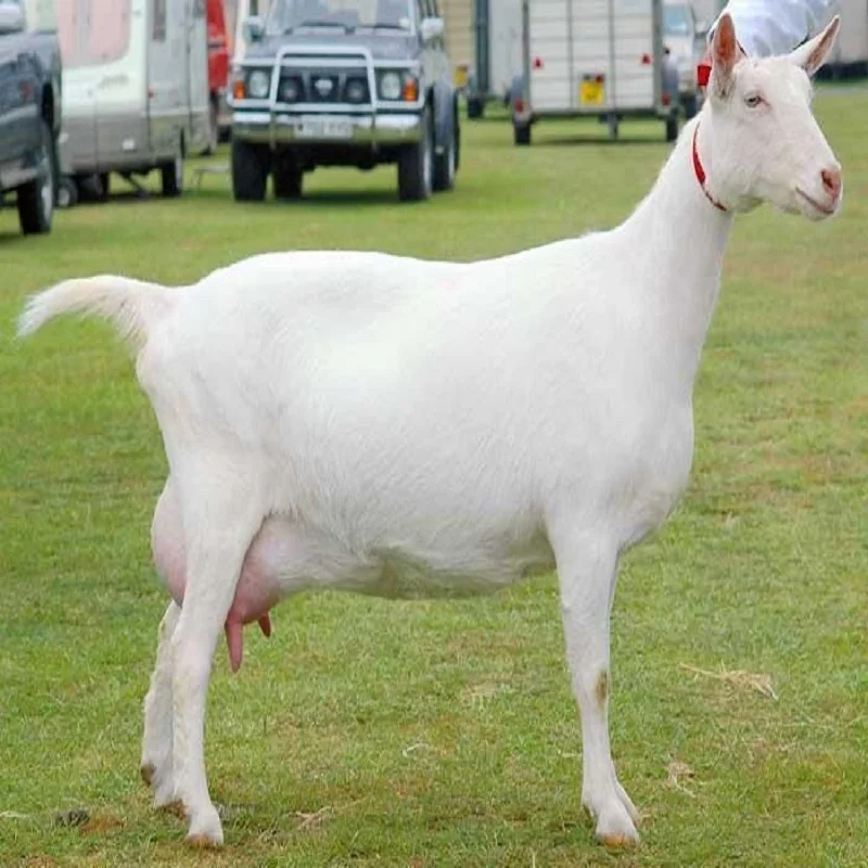 Saanen Goat 6.jpg