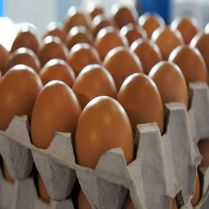 eggs 03.jpg