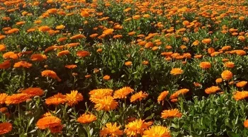 
Calendula Flowers-BEST QUALITY, BEST PRICES (SPICES LAND FOR EXPORT) 