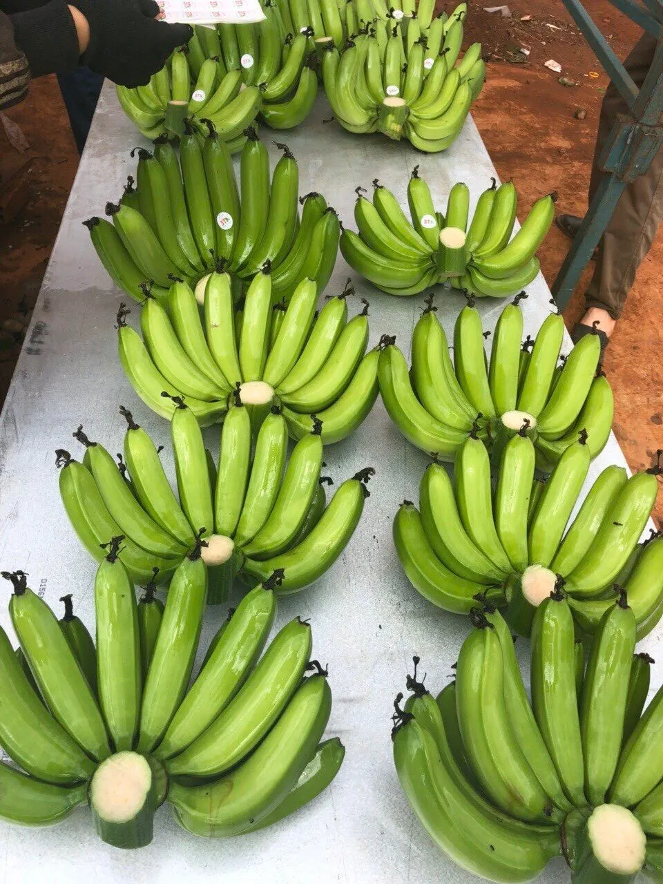 越南有机天然绿色 cavendish 香蕉/ms nancy   84377518917