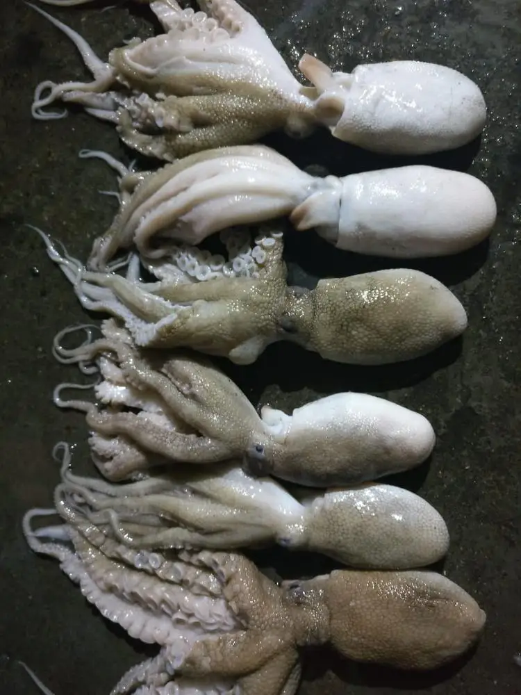 
Frozen Octopus Whole Round/Whole cleaned 