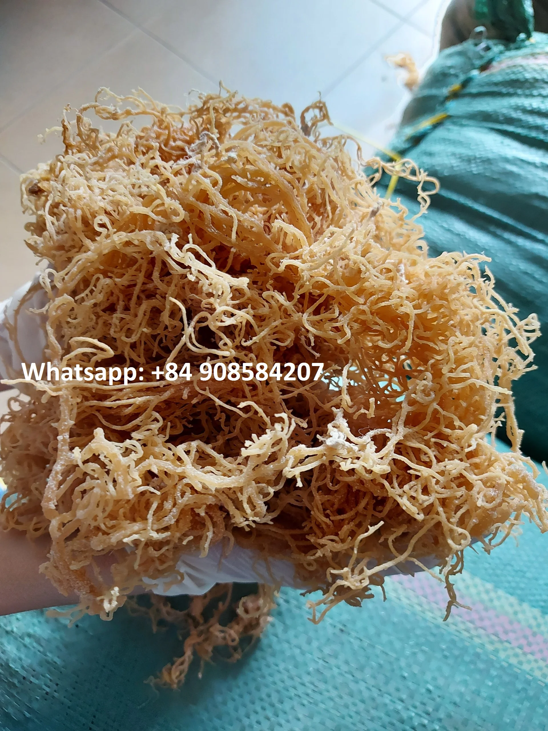 Supplier Irish Moss Sea Moss From Vietnam Buy Irish Moss