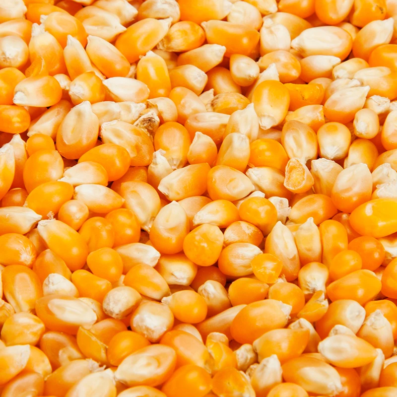 
Corn feed Russia origin GMO FREE 